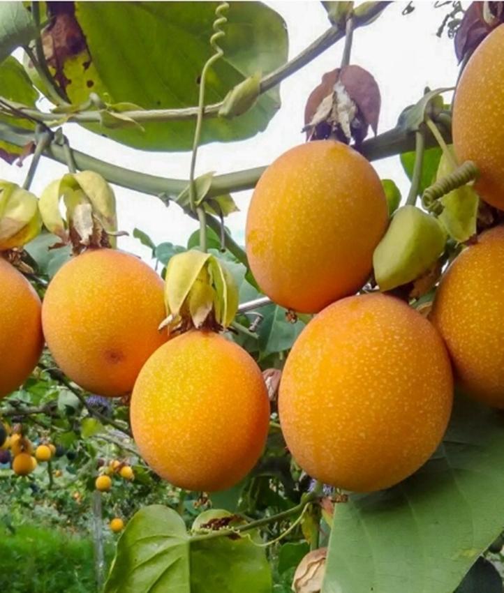 Hạt Giống Chanh Leo Vàng Ngọt F1 Xuất Sứ Colombia Giống Cao Sản