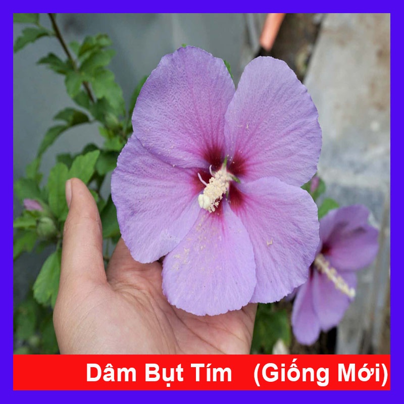 Hoa dâm bụt tím - cây cảnh để bàn + tặng phân bón cho cây