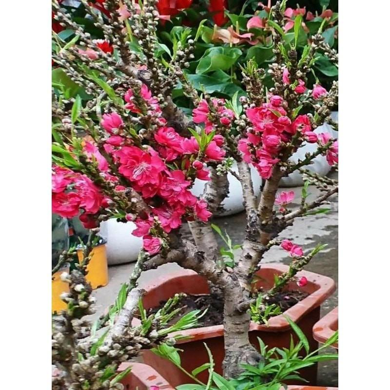 Cây đào tiến vua