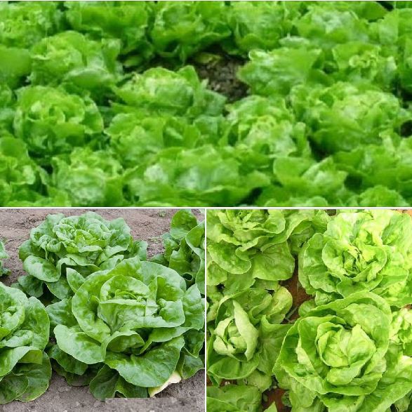 Hạt Giống Xà lách đăm xanh( 2gr/gói )