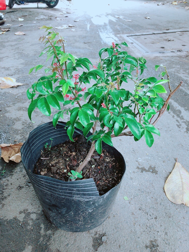 Cây Khế Cho Sai Trái (có sẵn hoa)
