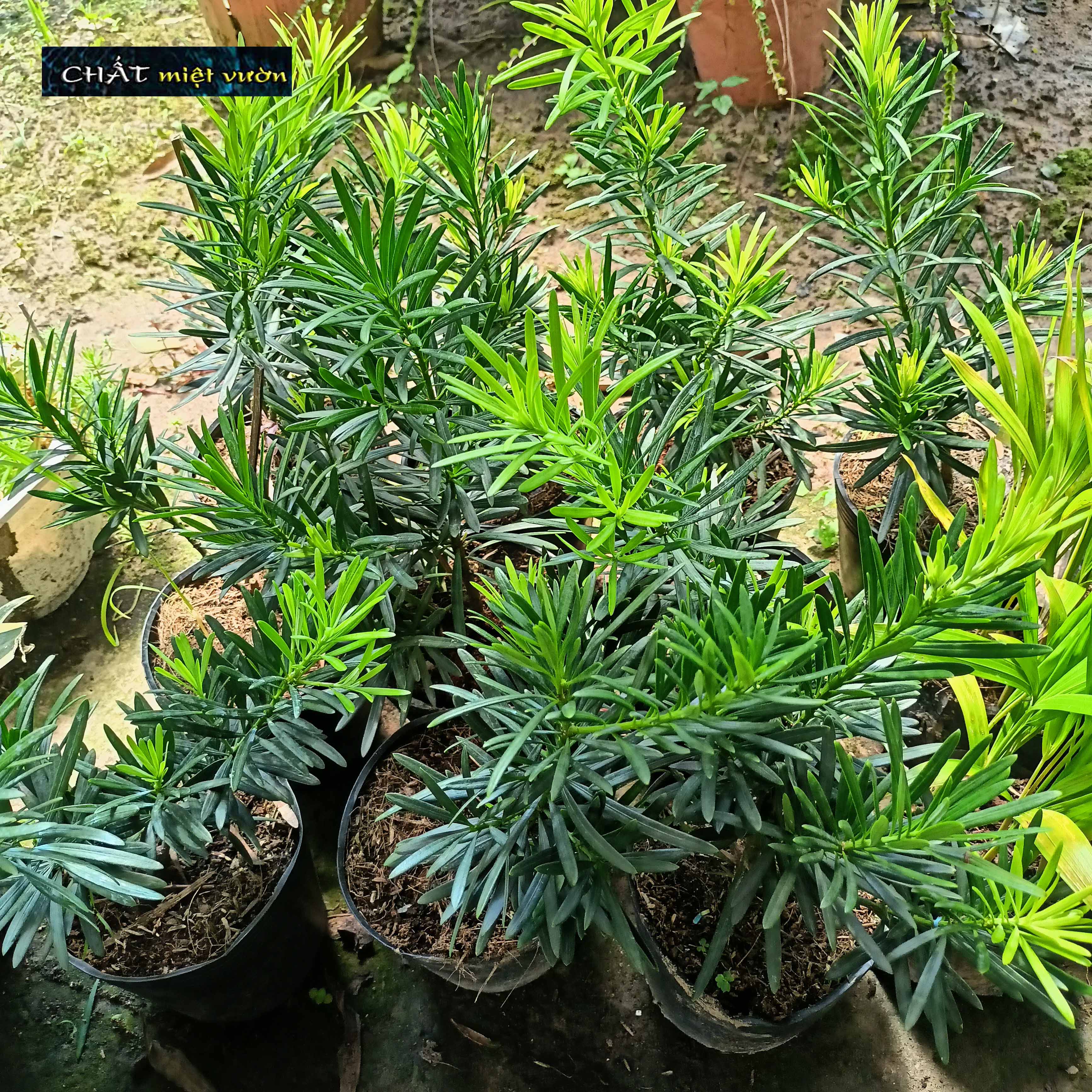 Cây Vạn Niên Tùng giống (chậu cây cao 40-50cm như hình)
