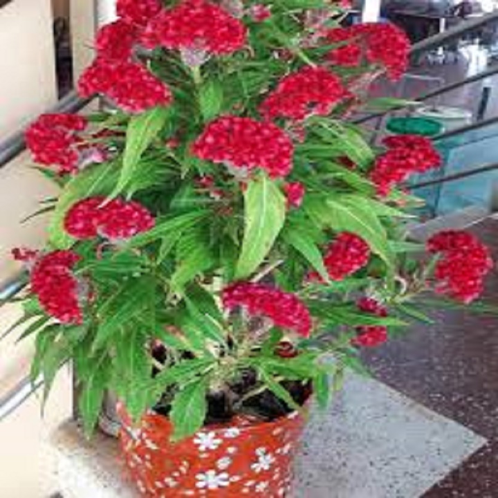 CHẬU HOA MÀO GÀ SIÊU HOA, SIÊU ĐẸP - NCHMGSHSD