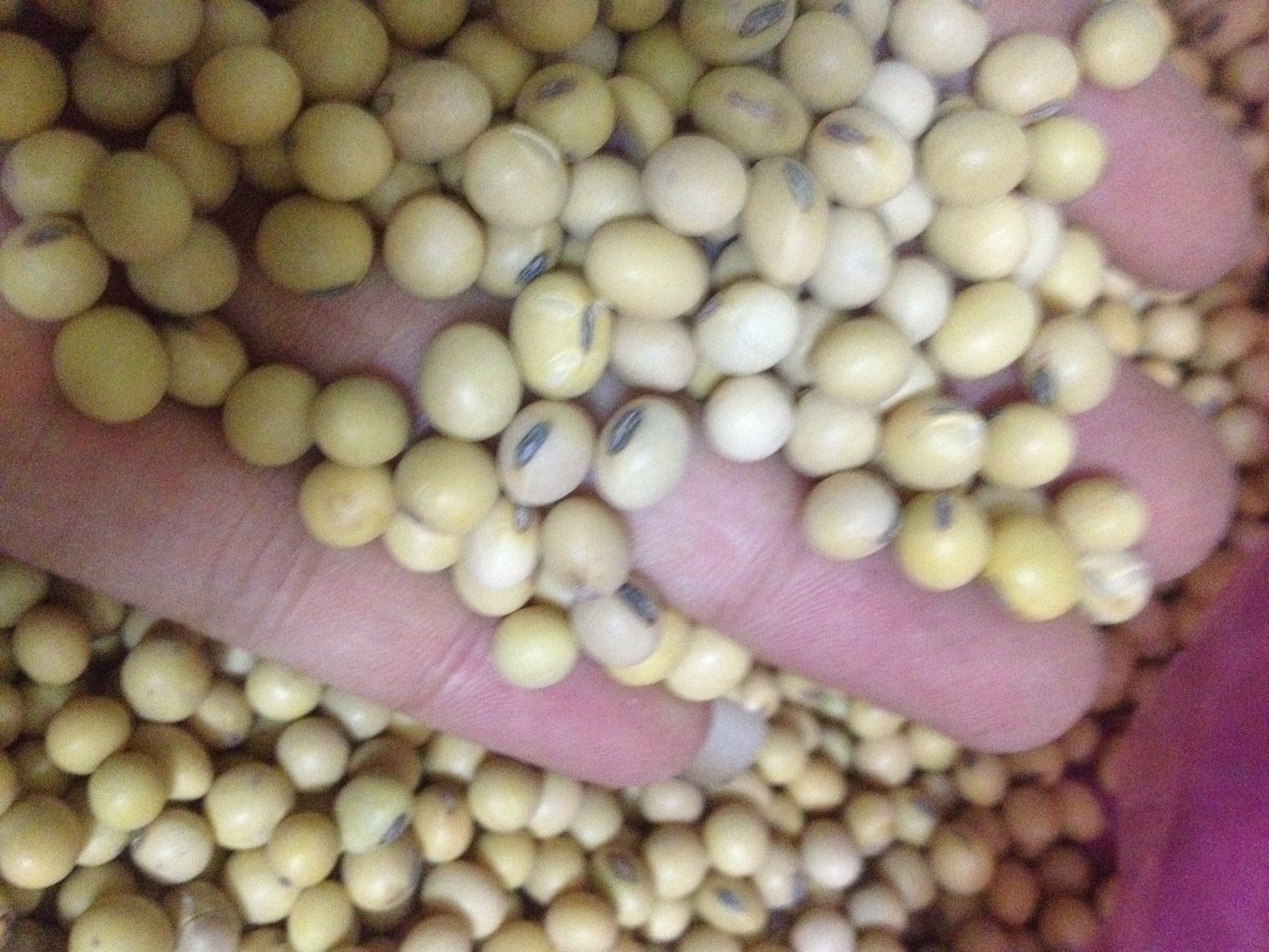 đậu lành 1kg đỗ tương