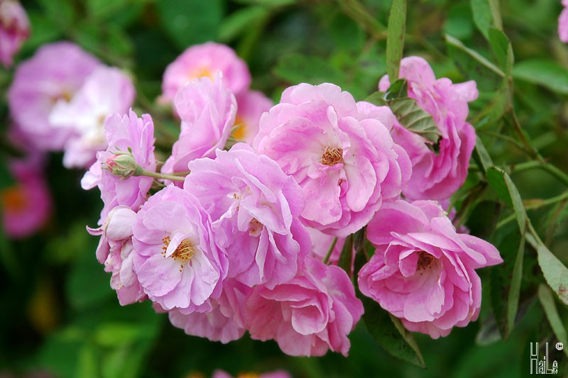 Mini Fragrant Rose Seeds (Spring Rose, 20 Seeds/Seed Germination Stimulation Package Included)