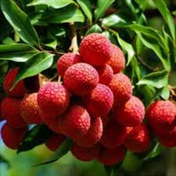 Cây giống vải thiều dòng quả sớm