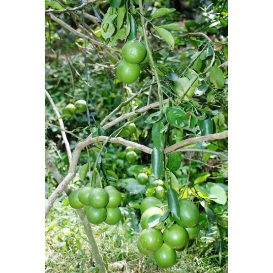 CÂY GIỐNG CHANH GIẤY KHÔNG HẠT (cây giống có bảo hành )
