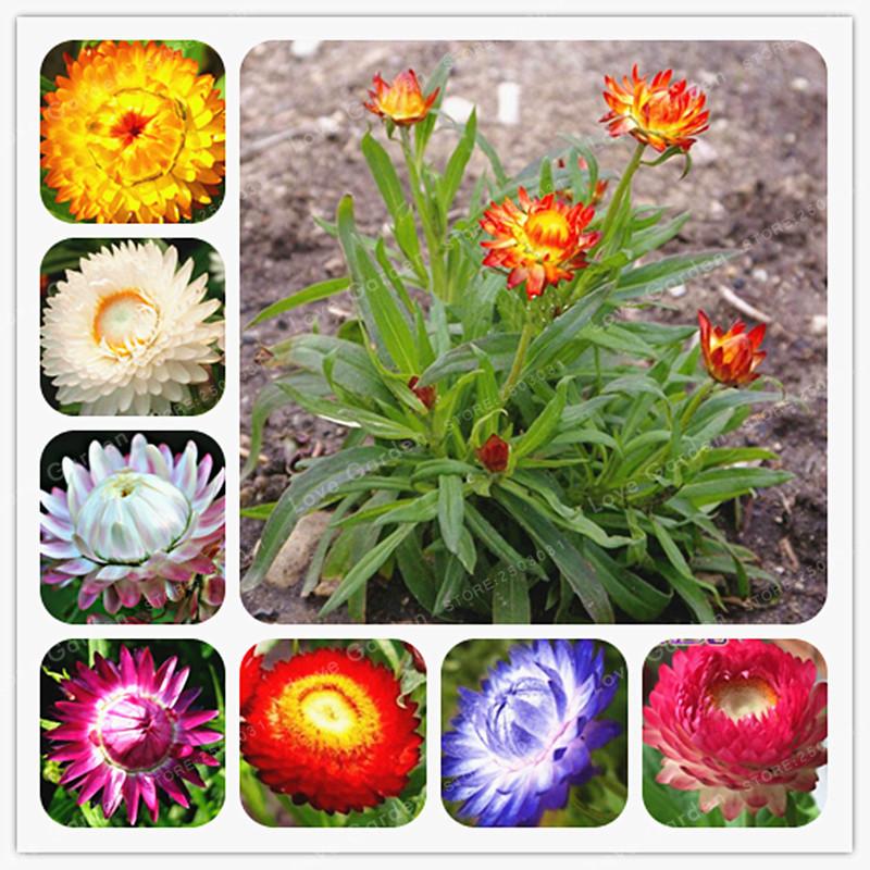Helichrysum Bracteatum Seeds - Sale Off