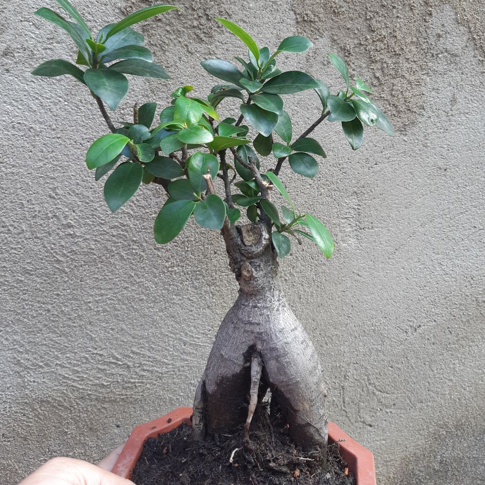 cây si nhật bonsai