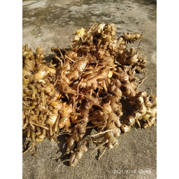 Củ gừng gió  tuoi 500g