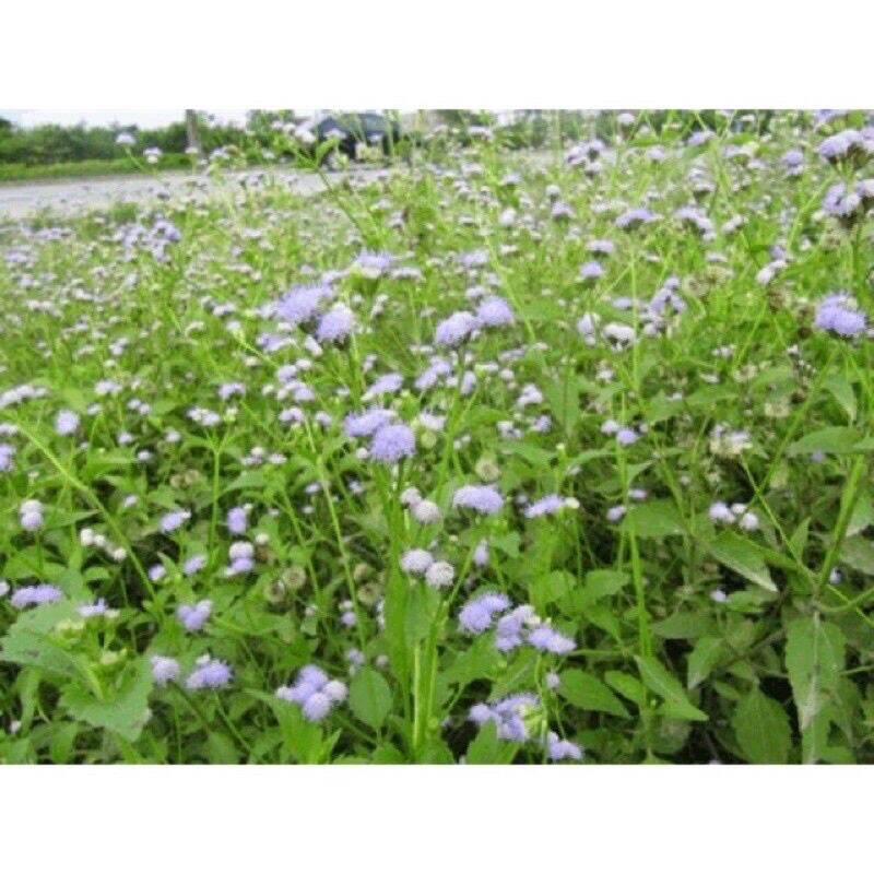 Cây cứt lợn khô 500gr chống viêm xoang.