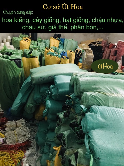 100 chậu nhựa đen c8 trồng cây, ươm cây (dày)