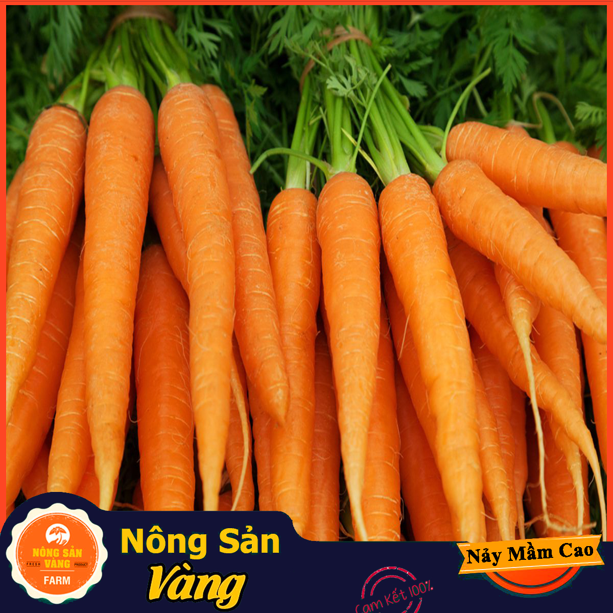 Hạt giống Cà Rốt Thường F1 ( Gói 3 Gram ) - Nông Sản Vàng