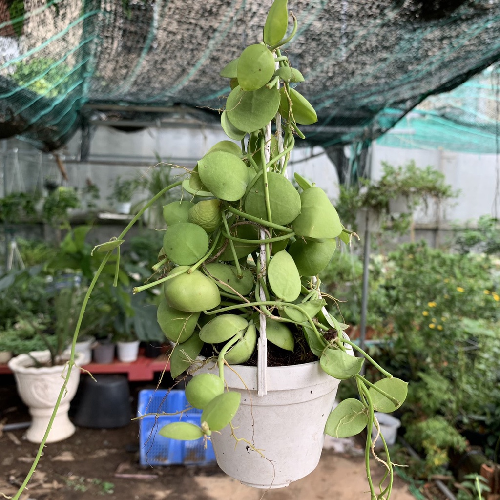 Chậu treo lan vỏ sò