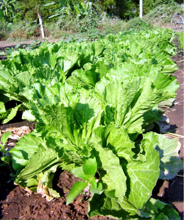 Hạt giống rau cải mù tạp - Gói 5gram