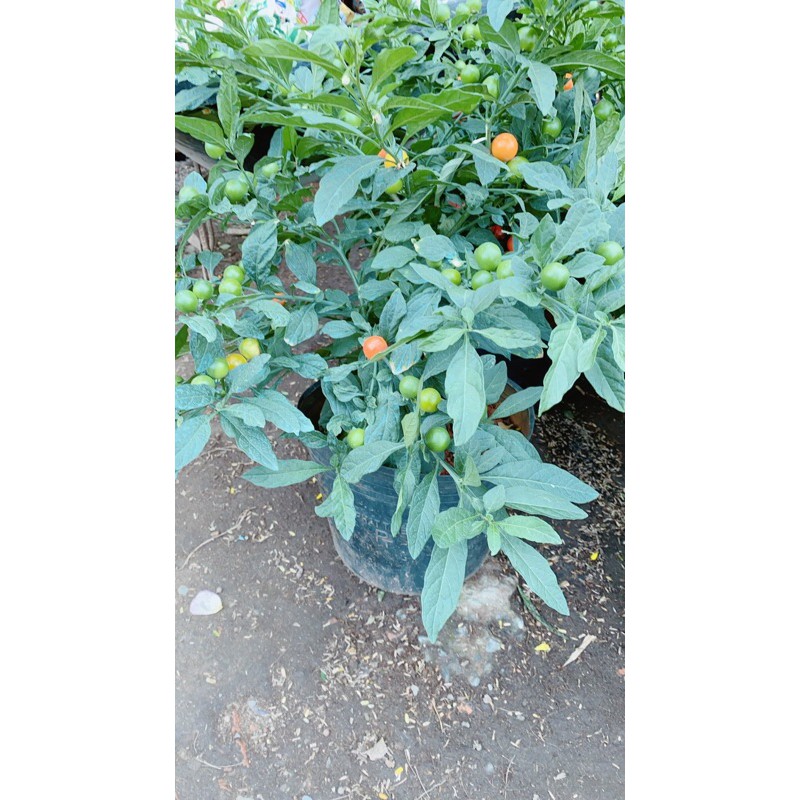 Cây Ớt Cheri