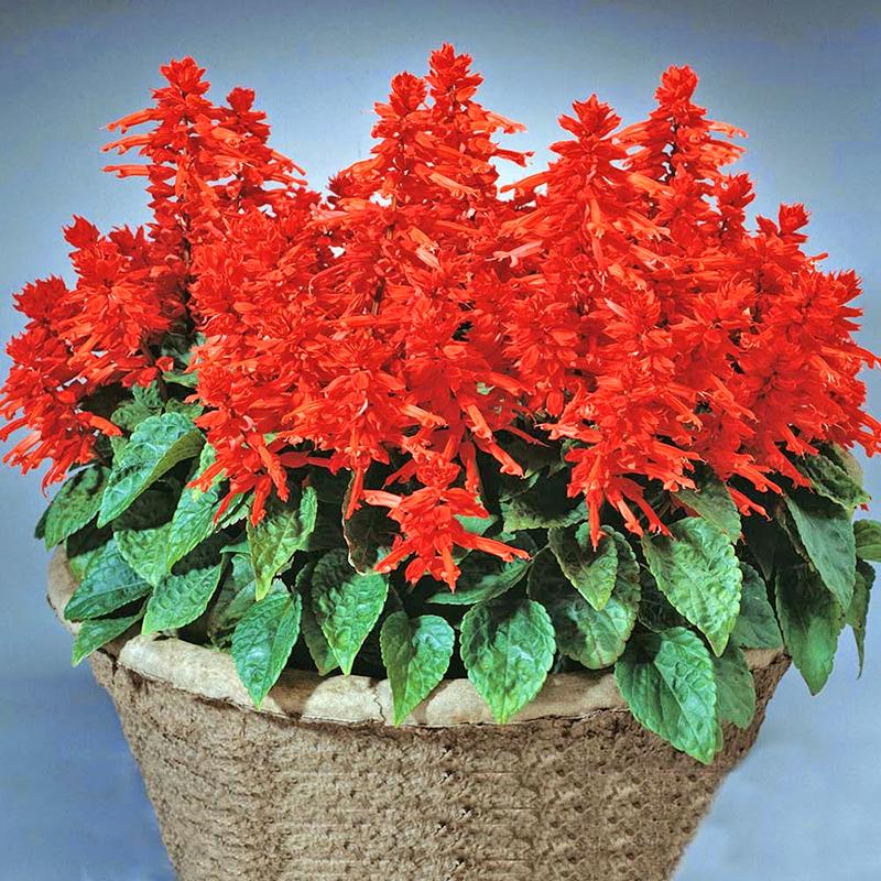 [ SP Mới Về] - Hạt giống hoa xác pháo đỏ  giá rẻ