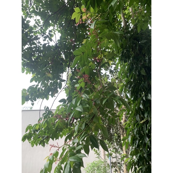 lá khế tươi 1kg- khách đặt mới hái