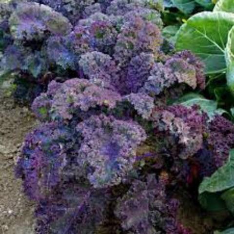 Hạt Giống Rau Cải Xoăn Tím. Túi 20 Hạt-  Giá Khuyến Mại - Chất Lương Cao.