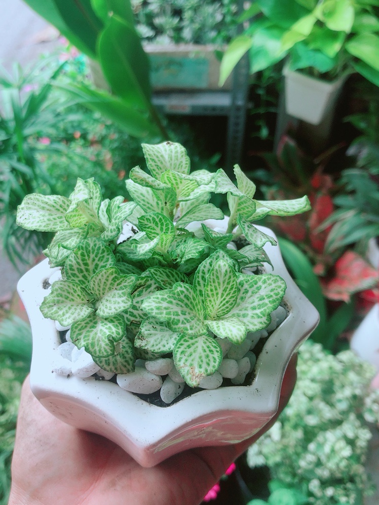 Chậu Cây Cẩm Nhung Xanh (cây lá may mắn)