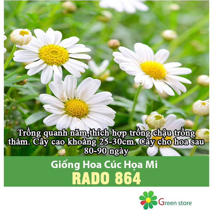 Hạt giống hoa cúc họa mi trắng hạt giống hoa