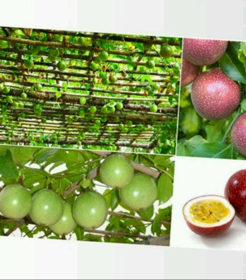 HẠT GIỐNG CHANH DÂY ĐÀI LOAN ( 30 HẠT)