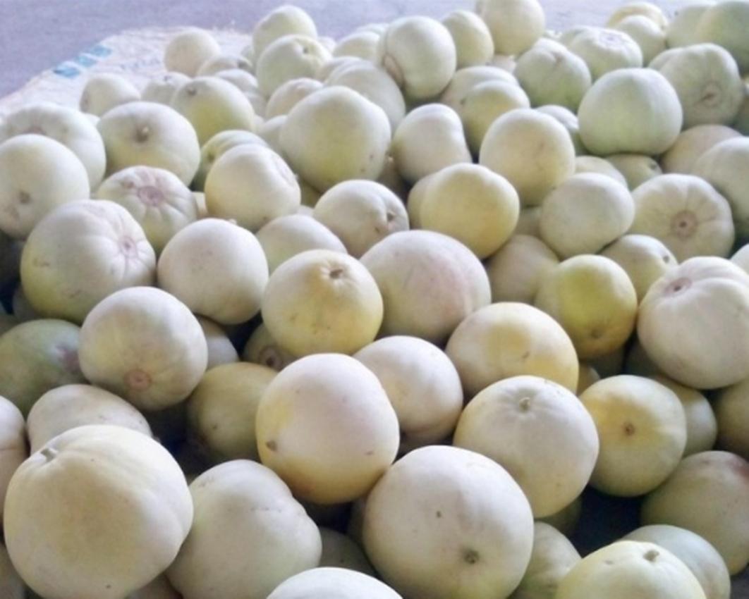 Hạt Giống Dưa Lê Bạch Ngọc Siêu Ngọt