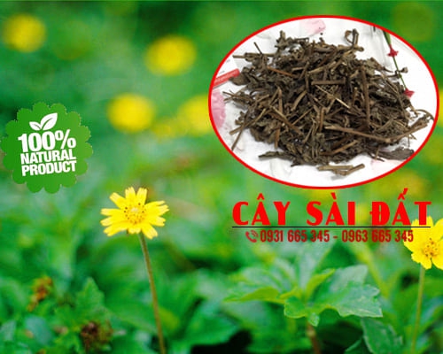 Cây Sài Đất Khô 1KG - Thảo Dược Thanh Bình