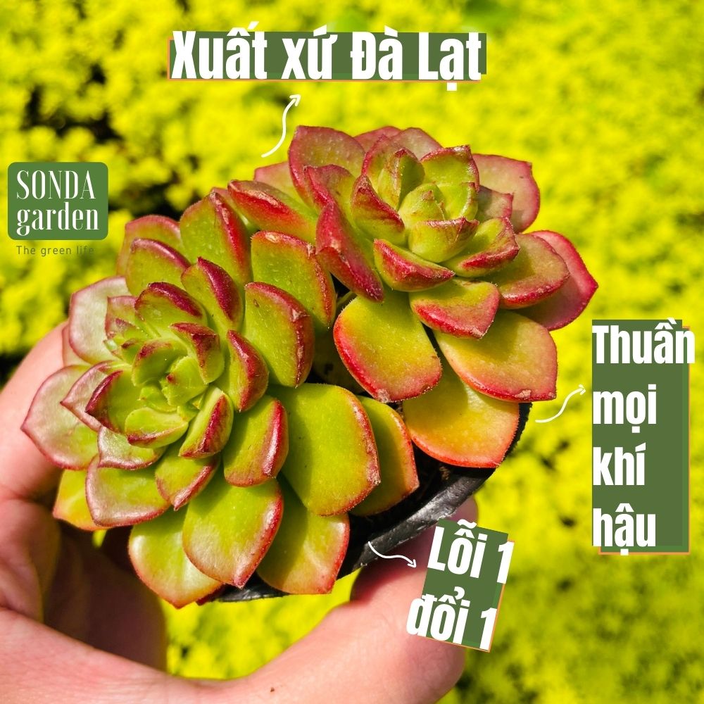 Sen đá xanh ngọc size bé siêu khỏe đẹp lỗi 1 đổi 1