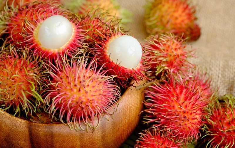 Cây giống Chôm Chôm ruột Vàng.[ Siêu Sớm ]