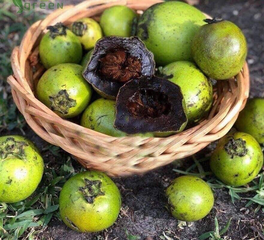Hạt giống cây hồng socola - gói 3 hạt