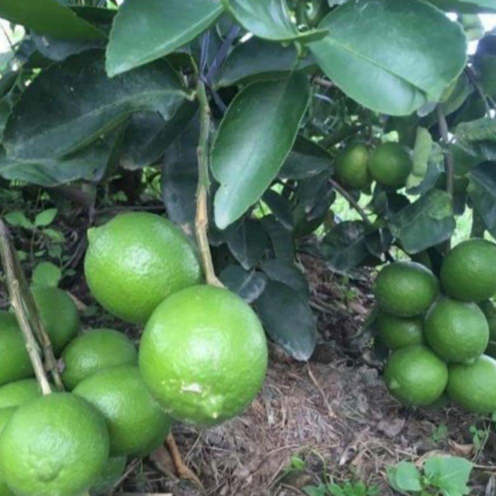 cây chanh tứ quý combo 2 cây ( đang trái)