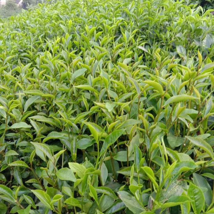 Trà bát tiên Thái Nguyên(5 gói 100g)