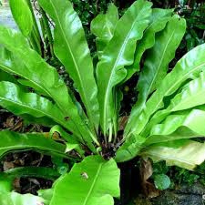 CÂY TỔ QUẠ (TỔ PHỤNG) - CÂY PHONG THỦY