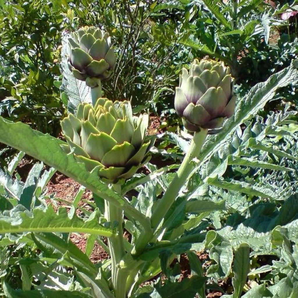 Hạt giống Atiso xanh VTS12 | Vạn Tín Store