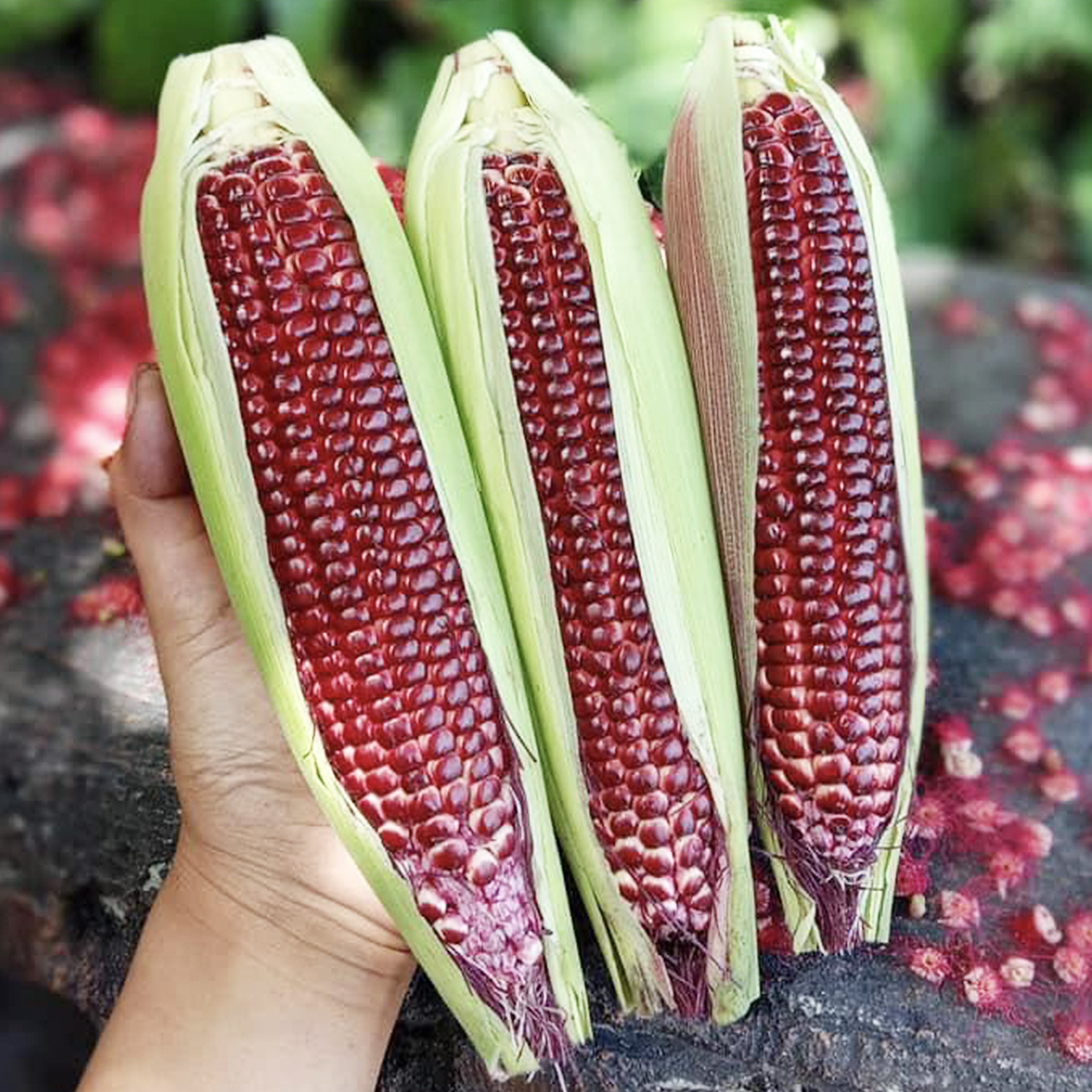 Hạt giống bắp ngọt Nữ Hoàng Đỏ Nova 50 hạt