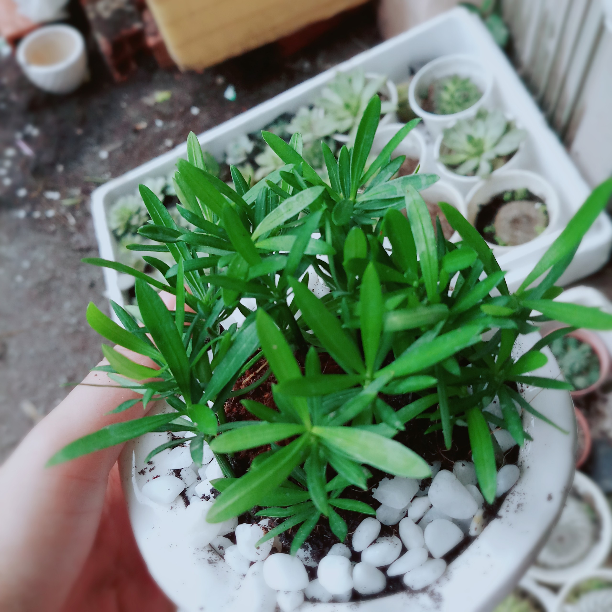 Cây Tùng La Hán
