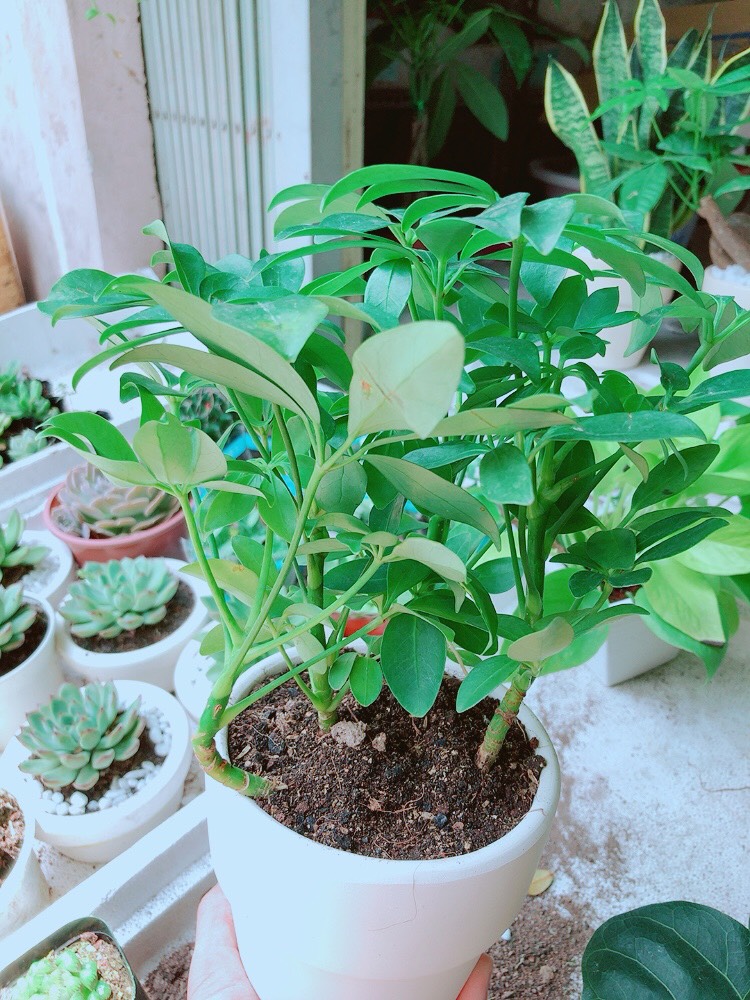 Chậu cây ngũ gia bì