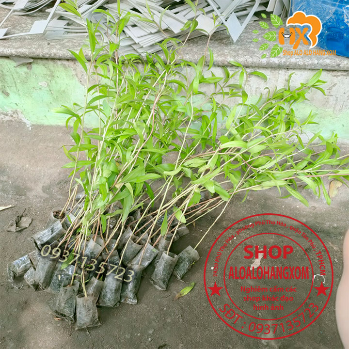Combo 50 cây tràm úc -cây giống