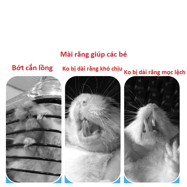 [Hoàn tiền 10%][Gói chiết] bàn chải Mài răng Jonsanty, mài răng Hamster