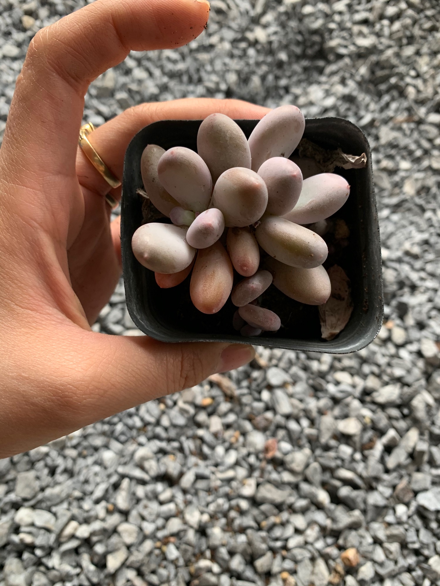 Sen sỏi hồng. Sỏi hồng. Sen đá mini. Sen thụ