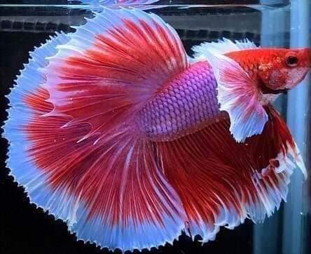 Betta Dumbo Lavender Halfmoon - MixASale