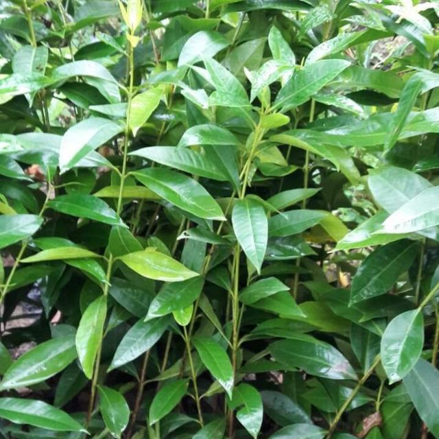 cây lá vối nếp giống