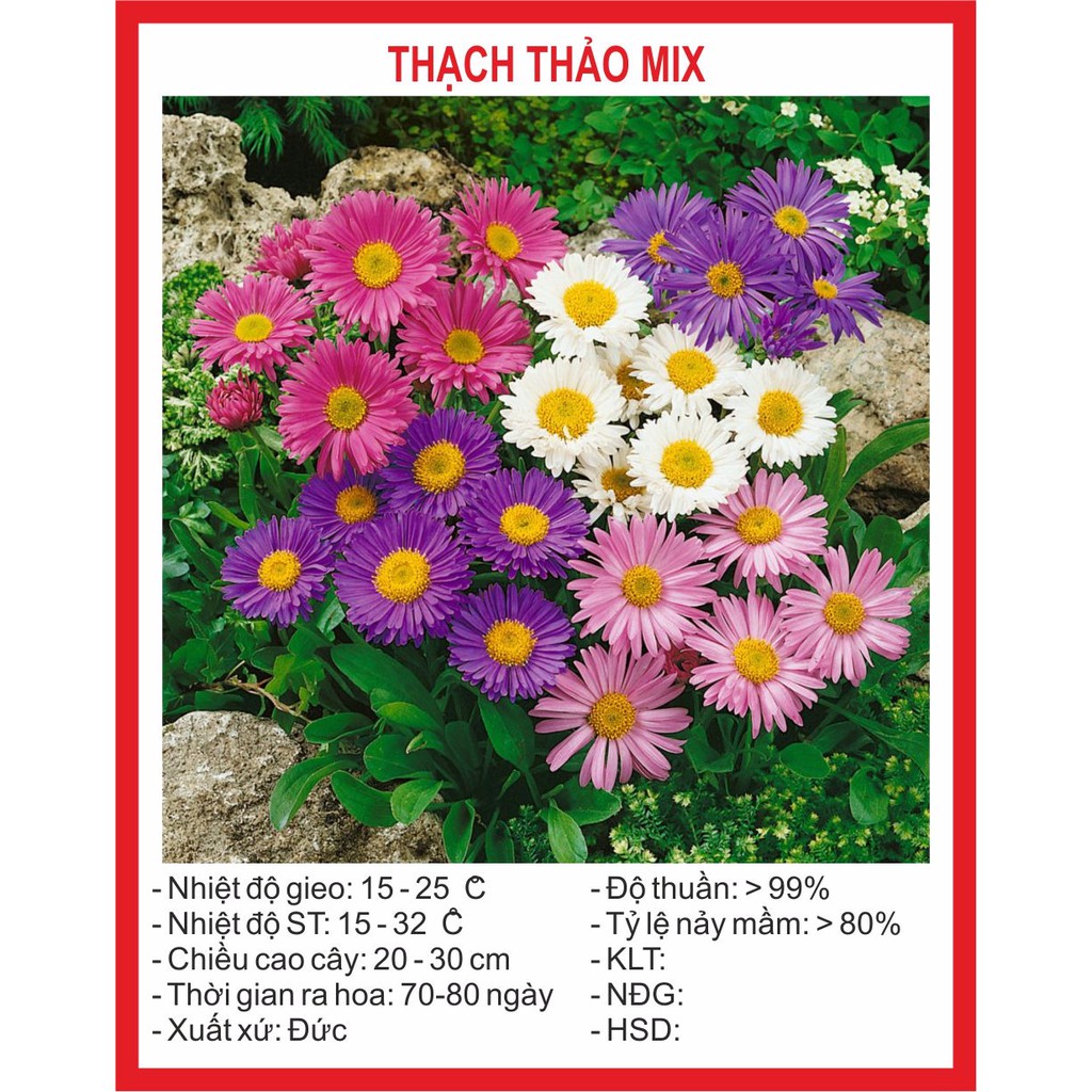 Hạt Giống Hoa Thạch Thảo mix 50 hạt