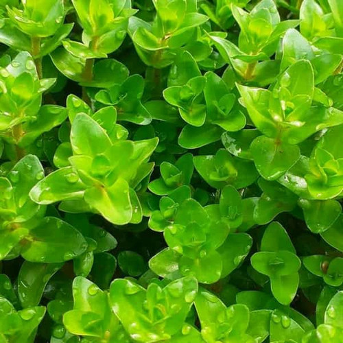 7 nhánh Lệ Nhi thủy sinh lá cạn