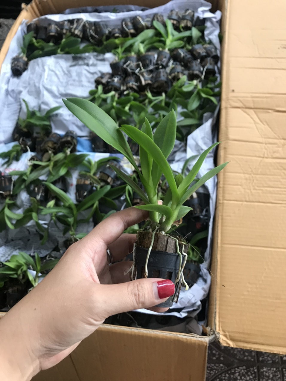 [HCM]Dendro Nắng Bò Tím - cây giống