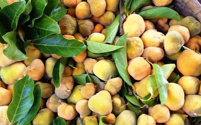 Cây chay, giống cây chay