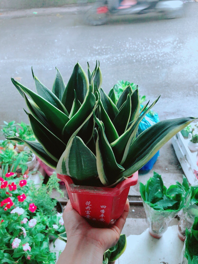 [HCM]Chậu Lưỡi Hổ Thái