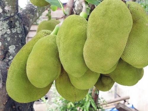 CÂY GIỐNG Mít ruột đỏ sơ đỏ indo nhập khẩu