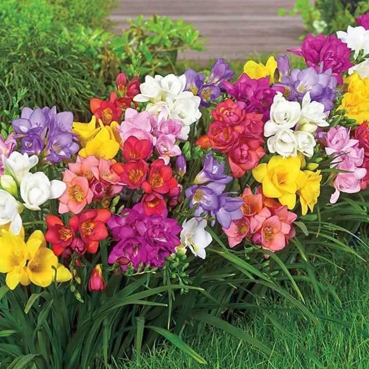 Củ giống hoa lan nam phi hoa màu tím - 1 củ